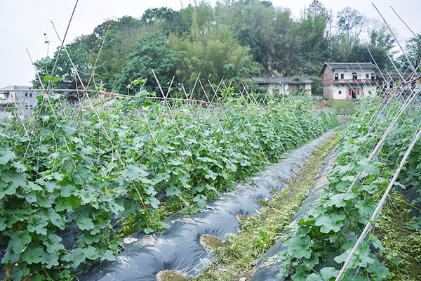 蓮盛基地