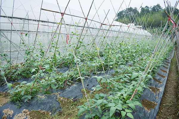 蓮盛基地