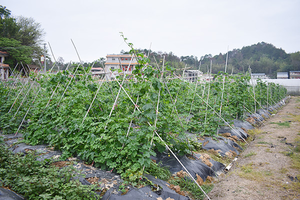 蓮盛基地